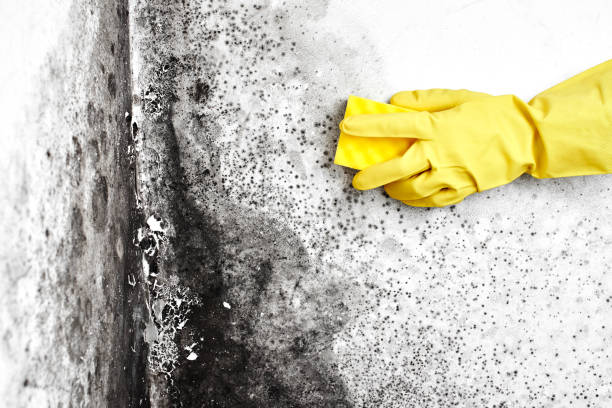Best Crawl Space Mold Remediation  in Rush City, MN