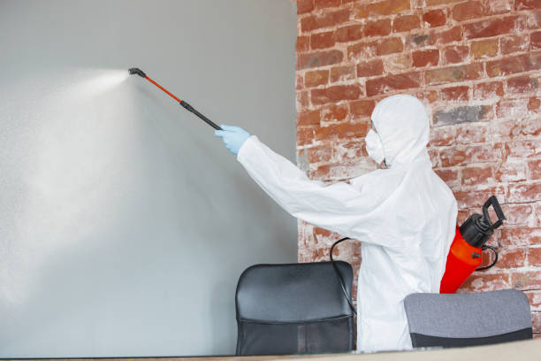 Best Post-Construction Mold Inspection  in Rush City, MN